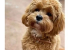 Spoodle puppies for sale in Melbourne