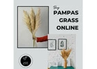 Buy Pampas Grass Online @Upto 15% in India Whispering Homes