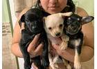 Cute Chihuahua Pupies for Sale: Reserve Yours Now							