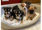 Adopt a Chihuahua Puppy Near Me Today							